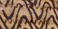 Chiacchiere