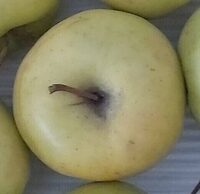 Golden delicious