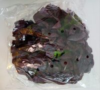 Kopfsalat rot