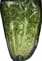 Escarola rizada