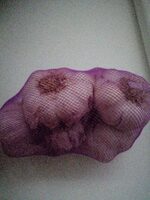 Ajo Variedad Spring Violeta