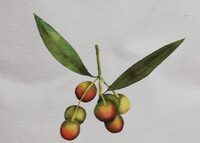 Aceite de oliva extra