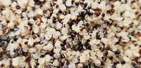 Quinoa