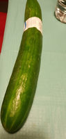 Concombre bio pièce