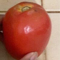 Tomate