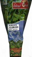 Maceta de albahaca