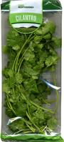 Hojas de cilantro fresco