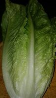 Salade romaine
