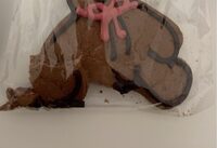 Sable chocolat