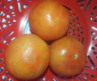 Tomates