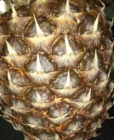 Ananas