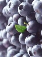 Blauwe bessen