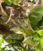 Slamelange rucola