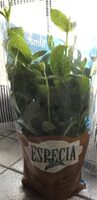 Menthe