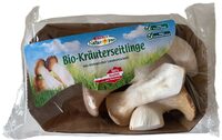 Kräuterseitlinge