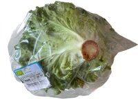 Bio Salat Gentilina grün