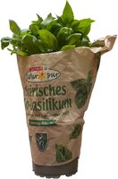 Bio-Basilikum im Topf